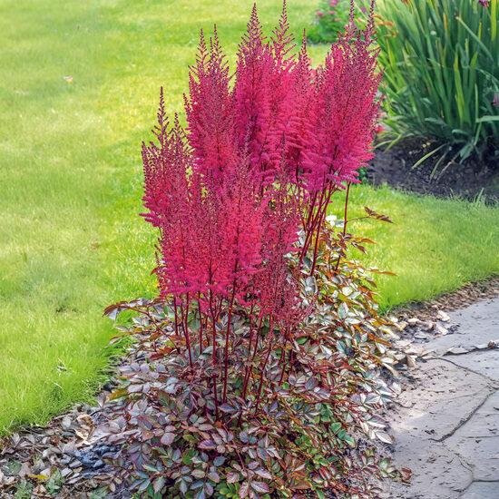 Augstā astilbe 'Mighty Chocolate Cherry'